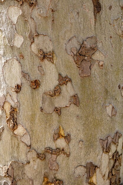 Photo l'écorce d'un platane en gros plan à l'arrière-plan naturel