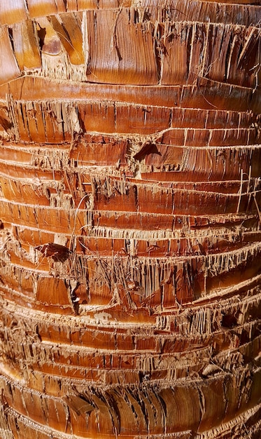 Photo Écorce robuste de palmier. formes géométriques, structure, texture.