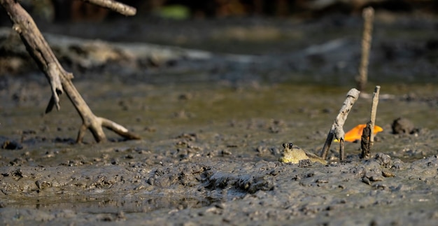 L'écosystème de la biodiversité Écosystème côtier Biodiversité