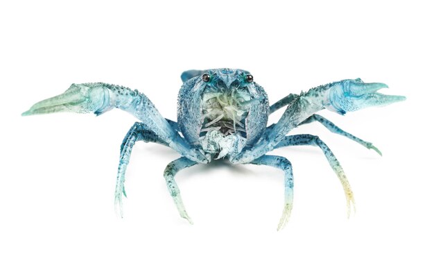 Photo Écrevisse bleue ou saphir isolée sur blanc