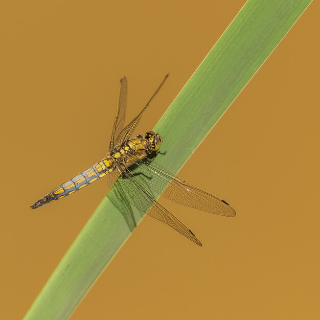 Écumeur à Queue Noire (orthetrum Cancellatum) Libellule Assis Sur Une Feuille De Roseau