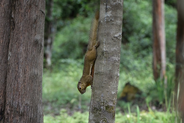 écureuil sur arbre dans le jardin