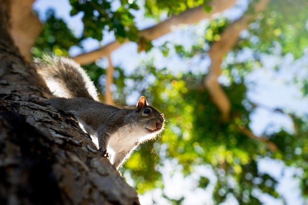 Écureuil sur l'arbre dans le parc près de la caméra