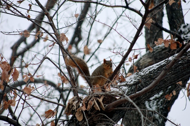 Photo un écureuil sur un arbre enneigé la vie des animaux sauvages en hiver