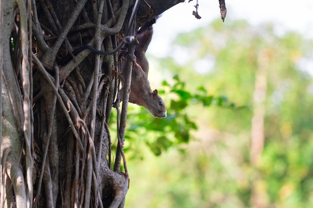 Photo Écureuil sur l'arbre se sentir comme l'inquiétude et le doute.