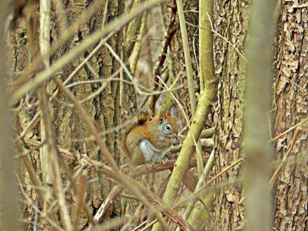 Photo l'écureuil sur l'arbre