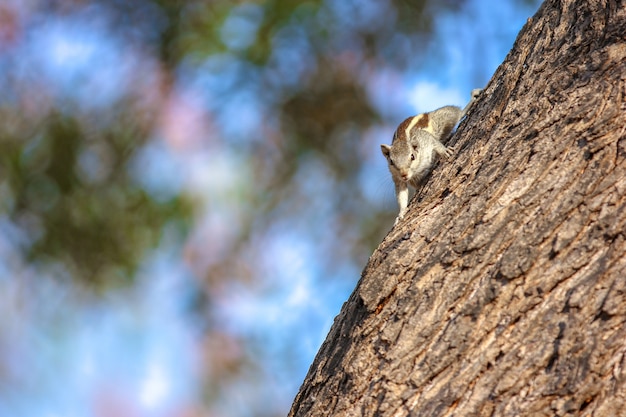 écureuil sur arbre