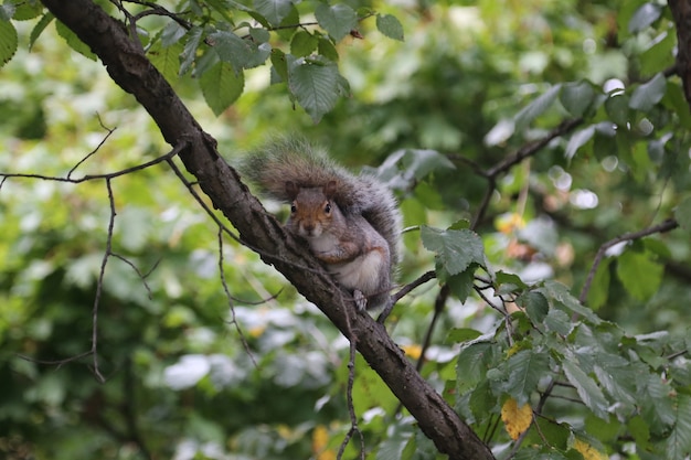 L&#39;écureuil assis sur une branche d&#39;arbre.