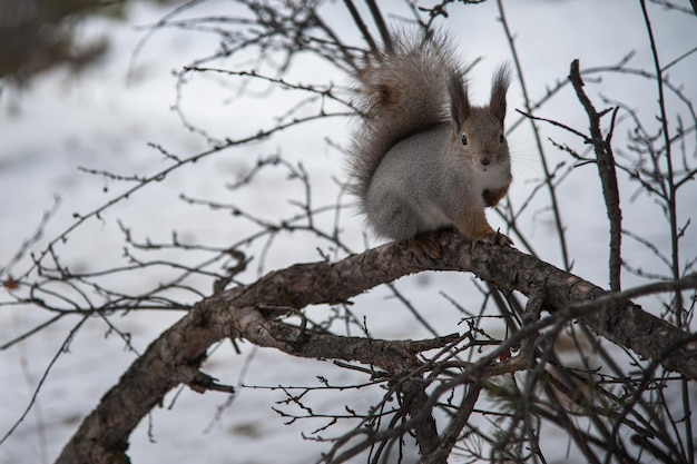 un écureuil assis sur des branches dans la forêt d'hiver