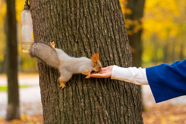 Un écureuil assis sur un tronc d'arbre prend les noix de la main d'une personne dans un parc d'automne