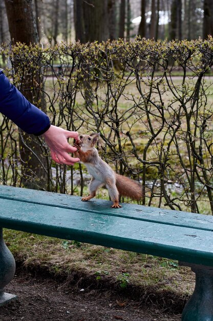 L'écureuil atteint l'écrou dans les mains de l'homme sur un banc de parc L'écureuil roux se dresse sur ses pattes arrière