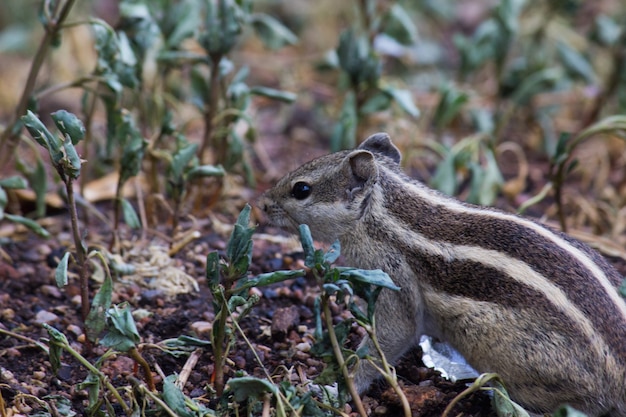 Un écureuil au sol dans son habitat naturel