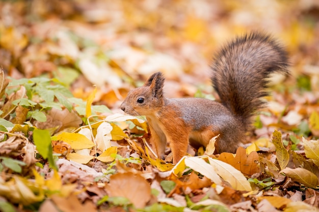 Écureuil en automne portrait du parc jaune écureuil avec des feuilles tombées