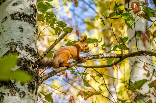 Un écureuil sur une branche d'arbre dans la forêt