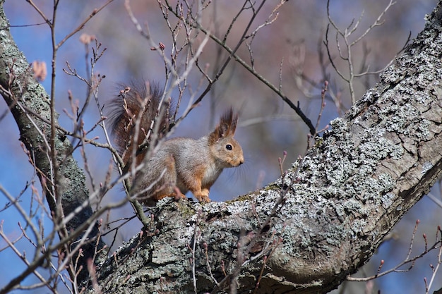 Photo l'écureuil sur une branche d'arbre
