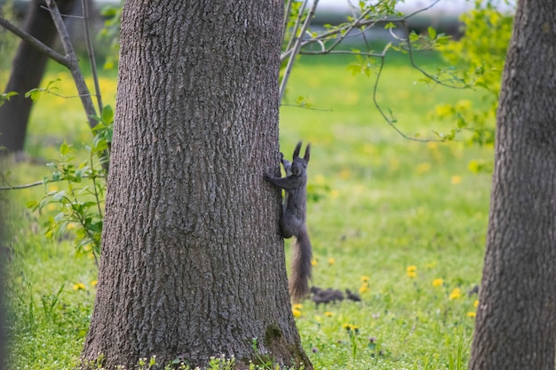 Écureuil Brun En Automne Sur Un Arbre Sous Des Feuilles Vertes L'écureuil Se Promène Dans Le Parc