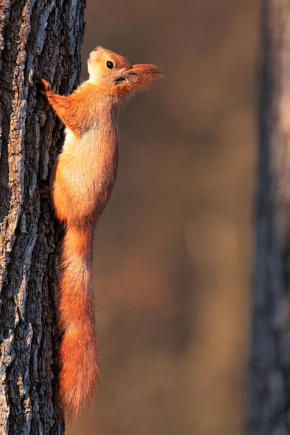 Un écureuil brun est assis sur une branche d'arbre