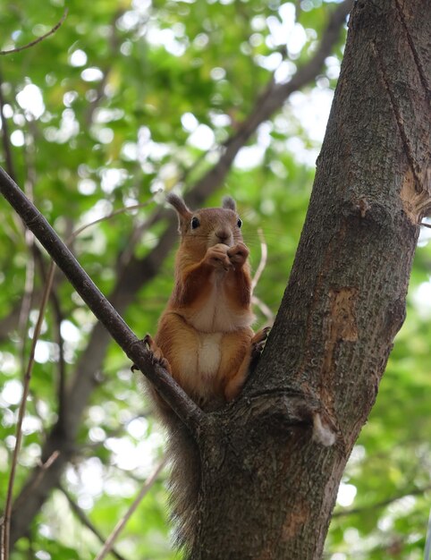 L'écureuil brun est assis sur le tronc de l'arbre dans la forêt d'été fourrée et mange des noix vue verticale gros plan
