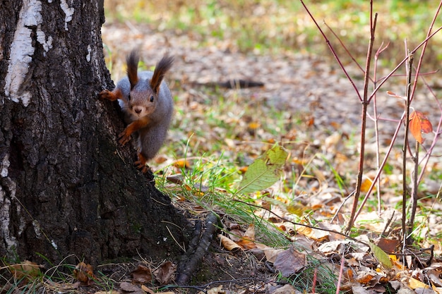 Photo Écureuil curieux mignon dans la forêt d'automne furtivement derrière un arbre