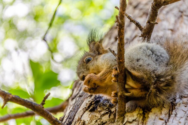 Un écureuil dans un arbre avec une branche d'arbre en arrière-plan