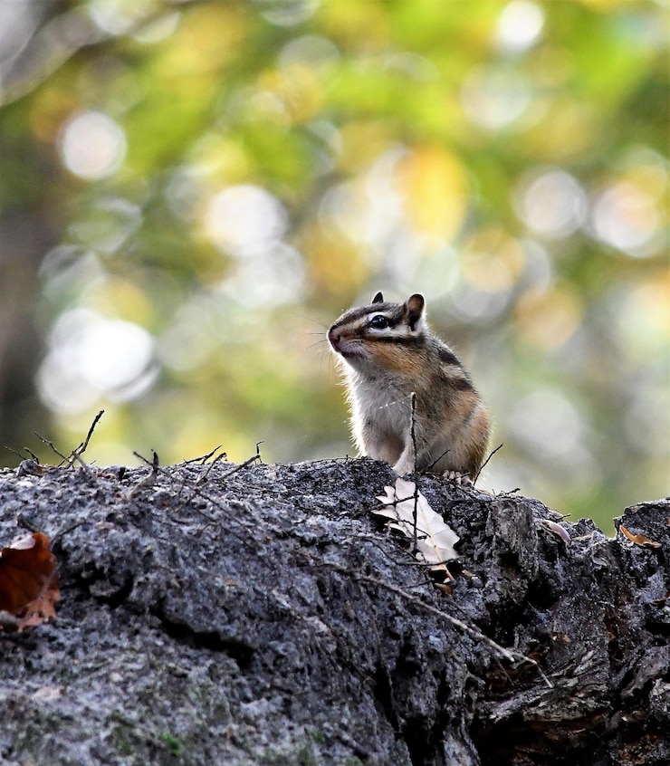 Photo écureuil dans les bois
