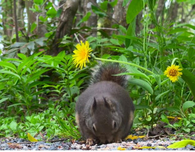 L'écureuil dans la faune forestière