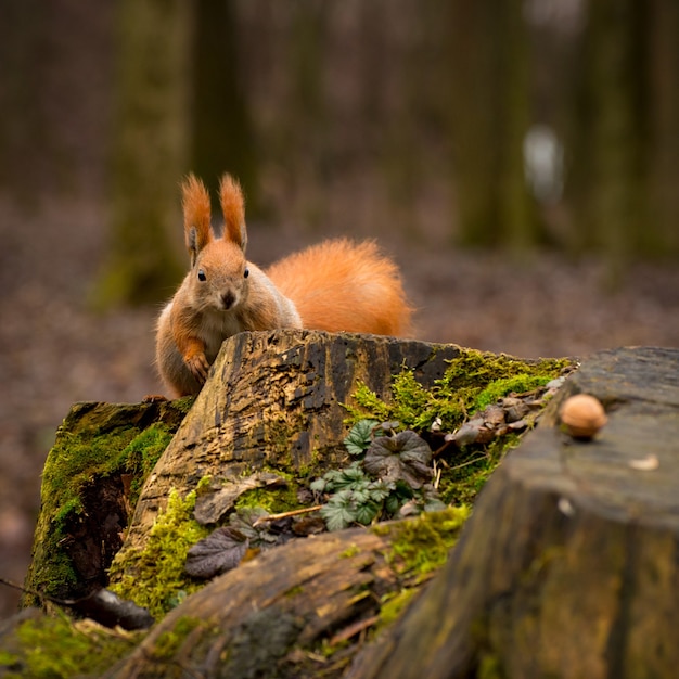 Photo Écureuil duveteux rouge dans une forêt d'automne animal à fourrure rouge curieux parmi les feuilles séchées