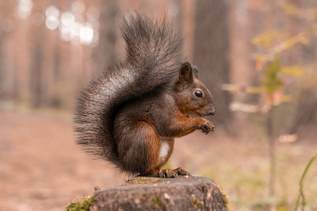 L'écureuil duveteux rouge est assis sur une souche dans la forêt d'automne et grignote des noix. Fermer.