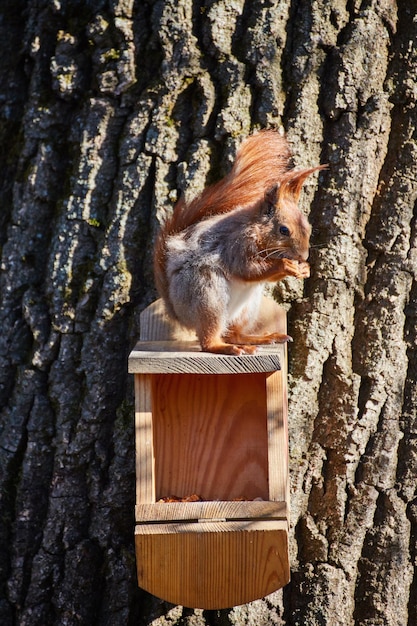 Photo l'écureuil est assis sur un arbre dans la mangeoire