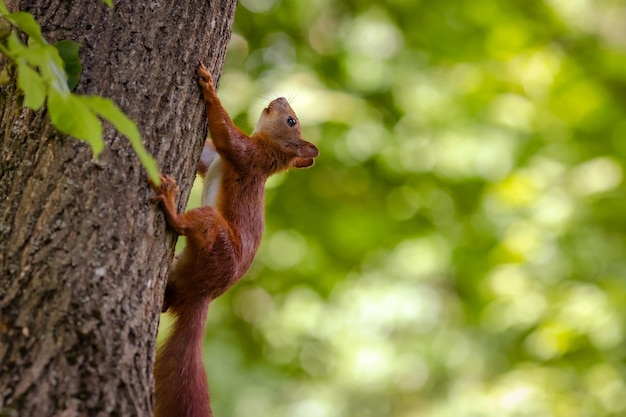 Un écureuil est assis sur un arbre. L'écureuil vit dans le parc de Lviv.Ukraine