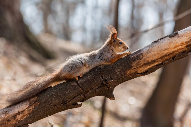 L'écureuil est assis sur un arbre