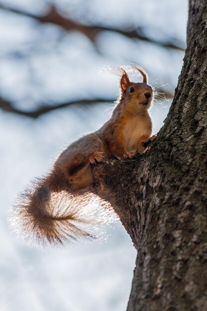 L'écureuil est assis sur un arbre