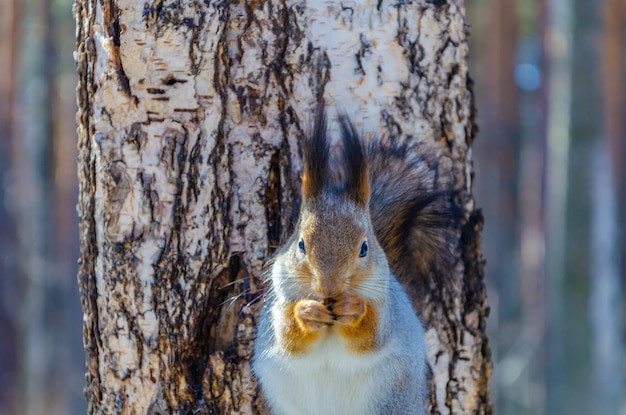 Un écureuil est assis devant un arbre et mange des noix.