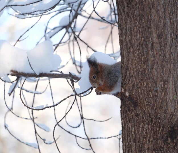 L'écureuil est assis et mange de la nourriture sur un tonneau d'arbre gelé dans une forêt enneigée d'hiver