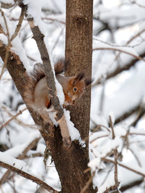 L'écureuil est assis et mange de la nourriture sur un tonneau d'arbre gelé dans la forêt d'hiver enneigée