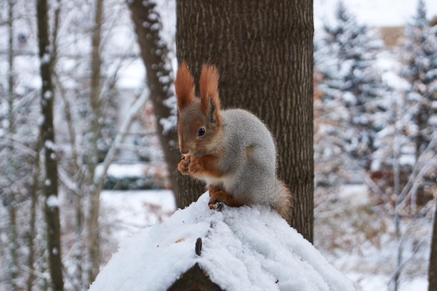 Un écureuil est assis sur une mangeoire et mange des noix Les écureuils sont un genre de rongeurs de la famille des écureuils
