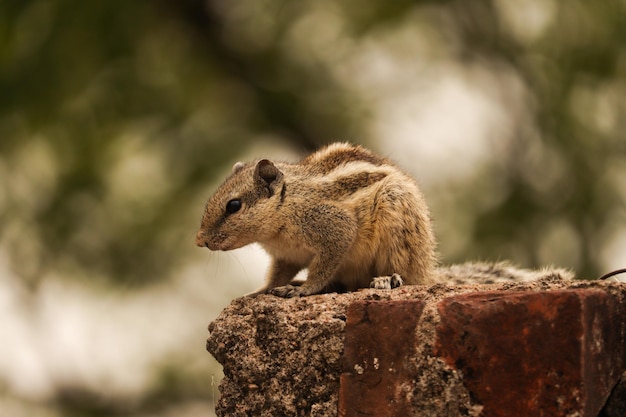 Un écureuil est assis sur un mur de briques dans le jardin.