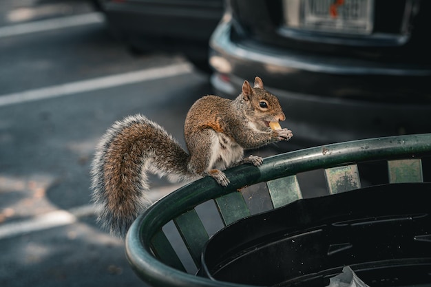 Photo un écureuil est assis sur une poubelle et regarde la caméra