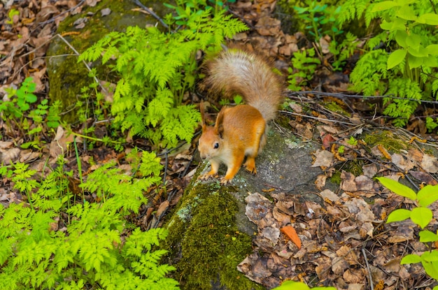 Un écureuil est assis sur un rocher dans la forêt en été.