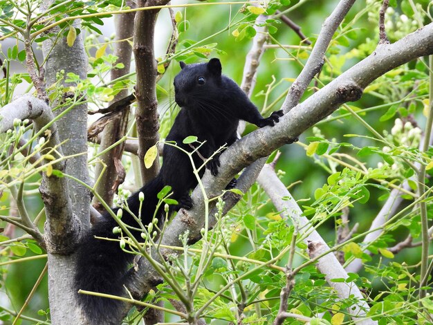 Photo l'écureuil de finlayson a une fourrure complètement noire et grimpe dans un arbre.