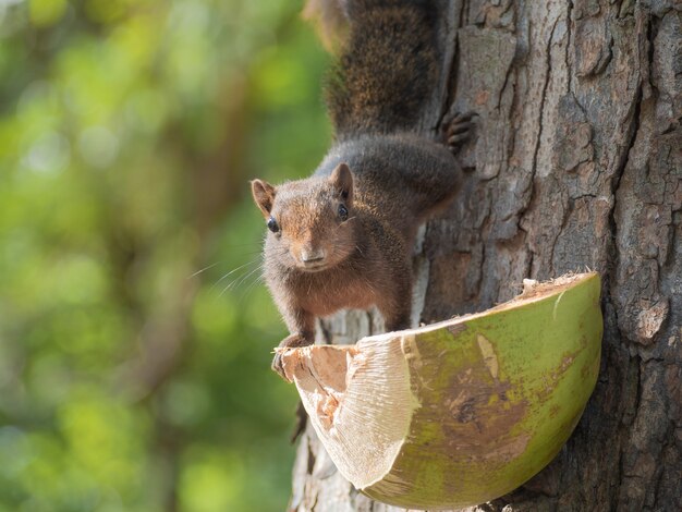 Un écureuil de forêt mignon est descendu de l'arbre pour manger la nourriture des villageois.