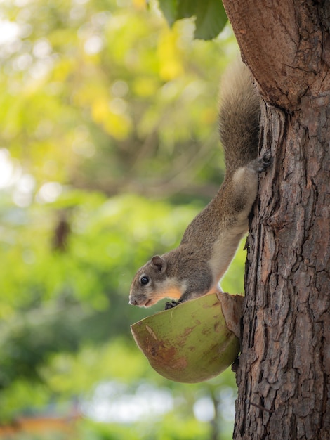 Un écureuil de forêt mignon est descendu de l'arbre pour manger la nourriture des villageois.