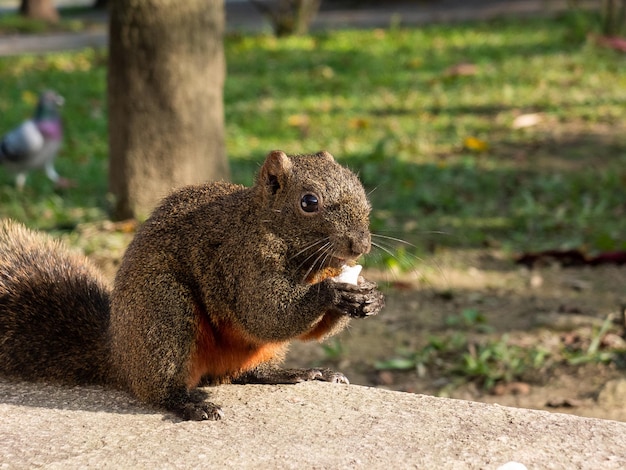 écureuil gourmand