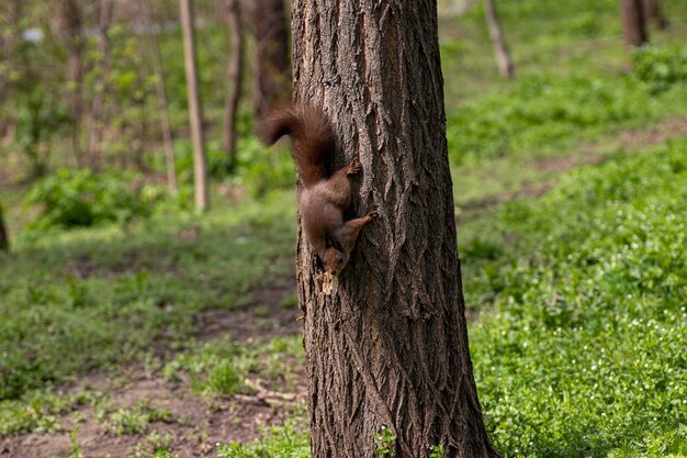 un écureuil grimpe à un arbre en été un écureuil roux cherche de la nourriture sur un arbre