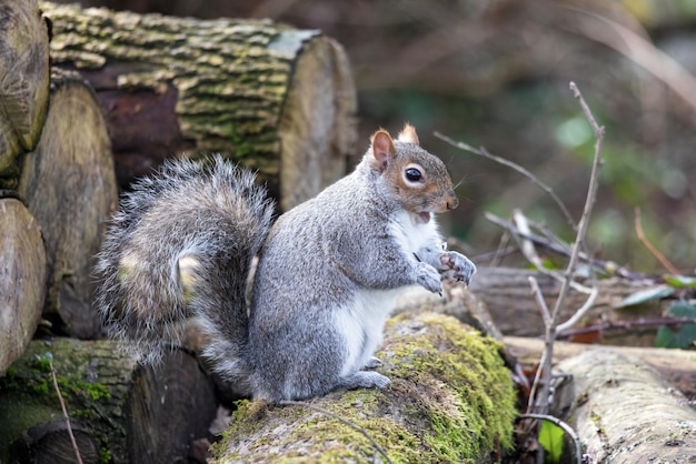 L'écureuil gris mange les graines d'un arbre mort