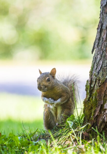 L'écureuil sur l'herbe