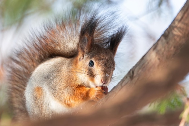 L'écureuil en hiver est assis sur un tronc d'arbre avec de la neige L'écureuil roux Sciurus vulgaris assis sur une branche couverte de neige en hiver