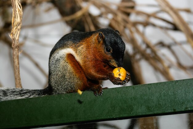 L'écureuil mange des fruits avec un gros régime