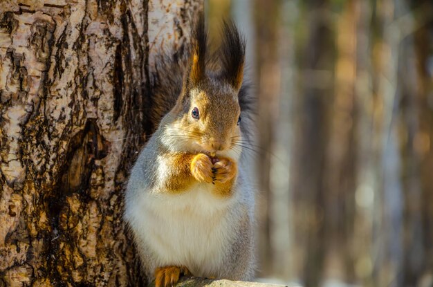 Un écureuil mange une noix assis sur un arbre.
