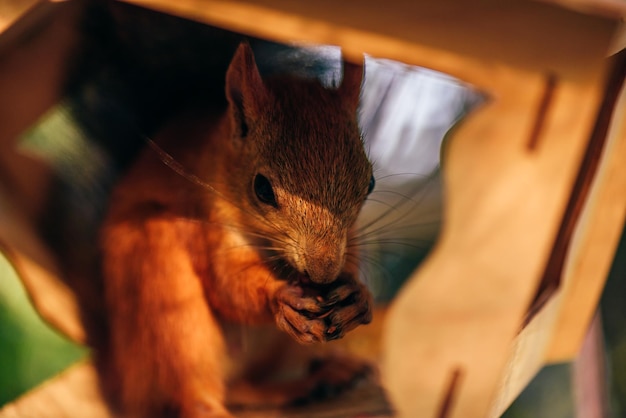 L'écureuil mange des noix dans la mangeoire